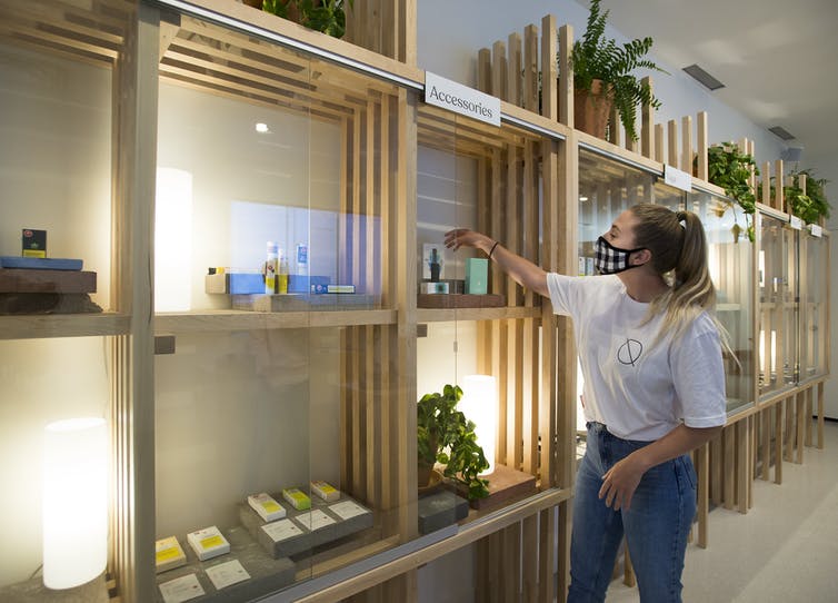 A cannabis store employee arranges products on backlit wooden shelves.