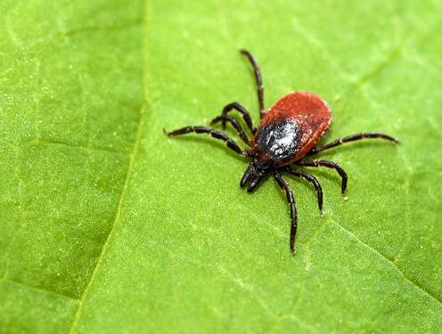 Lyme carditis: Things can get complicated when Lyme disease affects heart function