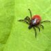 Lyme carditis: Things can get complicated when Lyme disease affects heart function