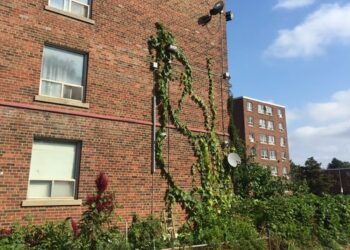 How the relationships we have with plants contribute to human health in many ways