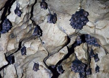 Preventing future pandemics starts with recognizing links between human and animal health