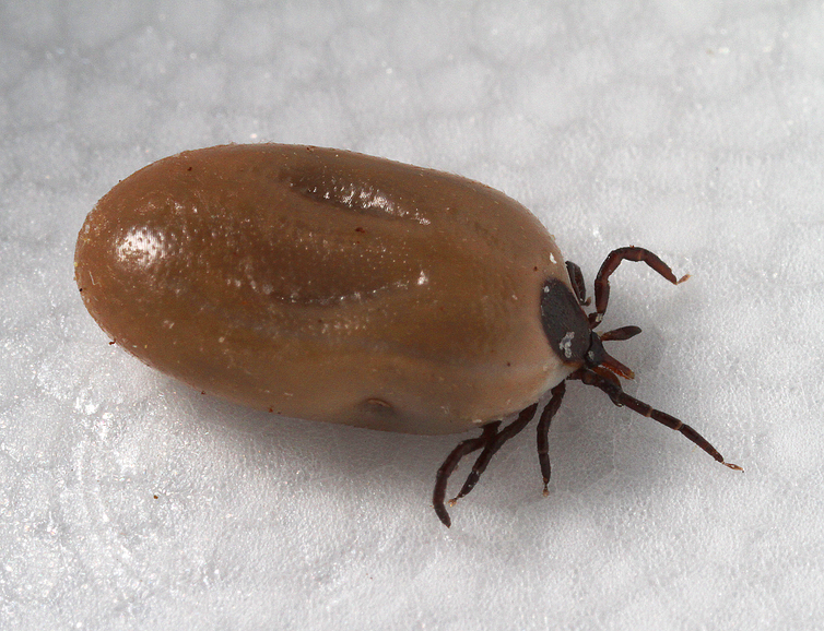 A blacklegged tick engorged with blood.