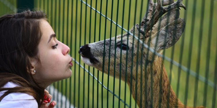 White-tailed deer found to be huge reservoir of coronavirus infection