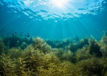 Promising COVID treatments could be growing under the sea – here’s how to find them