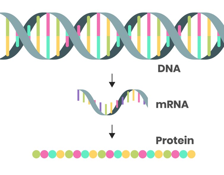 A diagram showing how DNA becomes mRNA which becomes proteins.