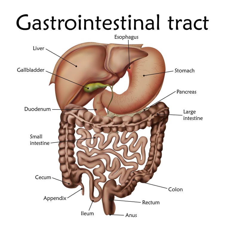 Diagram of the human gastrointestinal tract
