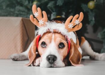 Christmas can be hazardous for pets – here’s what to look out for
