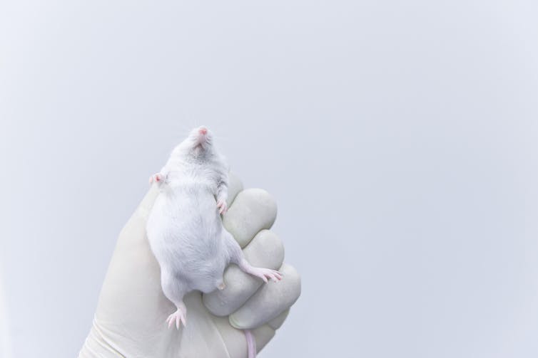 A hand wearing a latex glove holds a white lab mouse