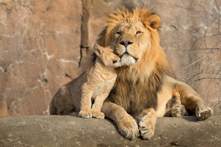 A male lion and a cub