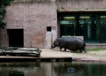 Understanding how animals become infected with COVID-19 can help control the pandemic