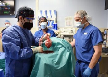 The journey to a pig-heart transplant began 60 years ago