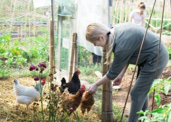 Bird flu: domestic chicken keepers could be putting themselves – and others – at risk