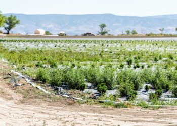 Can delta-8 THC provide some of the benefits of pot – with less paranoia and anxiety?