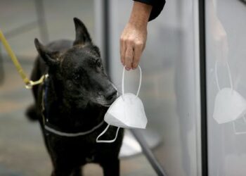 Dogs can be trained to sniff out COVID-19 – a team of forensic researchers explain the science