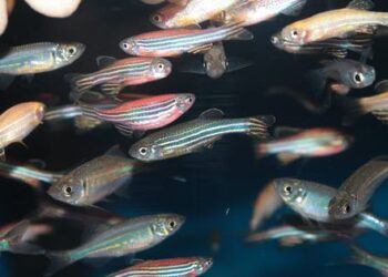 Fish on acid? Microdosing zebrafish with LSD shows its potential benefits for humans