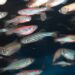 Fish on acid? Microdosing zebrafish with LSD shows its potential benefits for humans