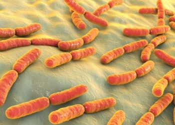 How gut bacteria influence the immune system and COVID deaths