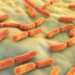 How gut bacteria influence the immune system and COVID deaths