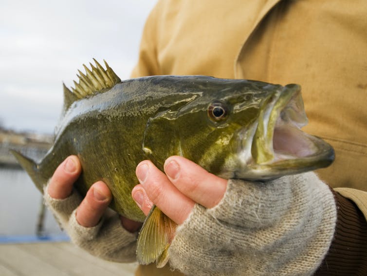 A person's hands old a smallmouth bass, with the fish's mouth open