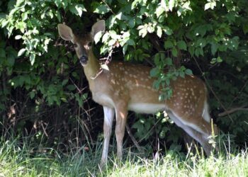 Deer, mink and hyenas have caught COVID-19 – animal virologists explain how to find the coronavirus in animals and why humans need to worry