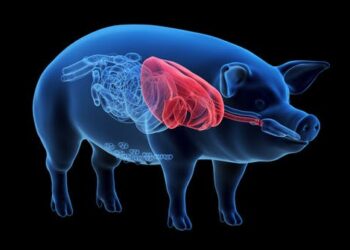 Organ transplants from pigs: Medical miracle or pandemic in the making?