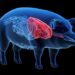 Organ transplants from pigs: Medical miracle or pandemic in the making?