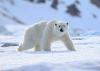 Polar penis: the hazards of winter sports