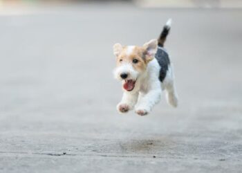 How pet cancer data sheds light on human cancers – and speeds the development of new treatments