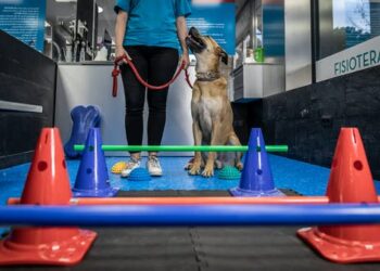 For dogs with arthritis, daily activities don’t have to be painful