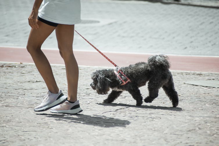 woman walking small dog that is lagging behind