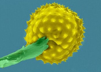 Pollen season is getting longer and more intense with climate change – here’s what allergy sufferers can expect in the future