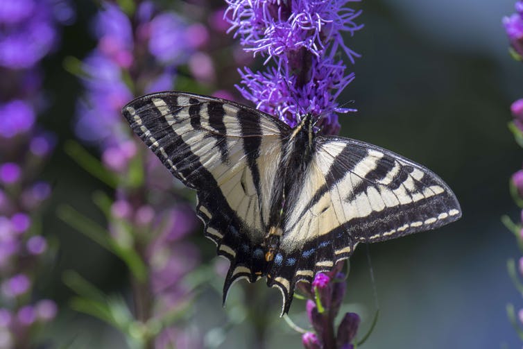 Striped black and yellow butterfly feeding on purple flower