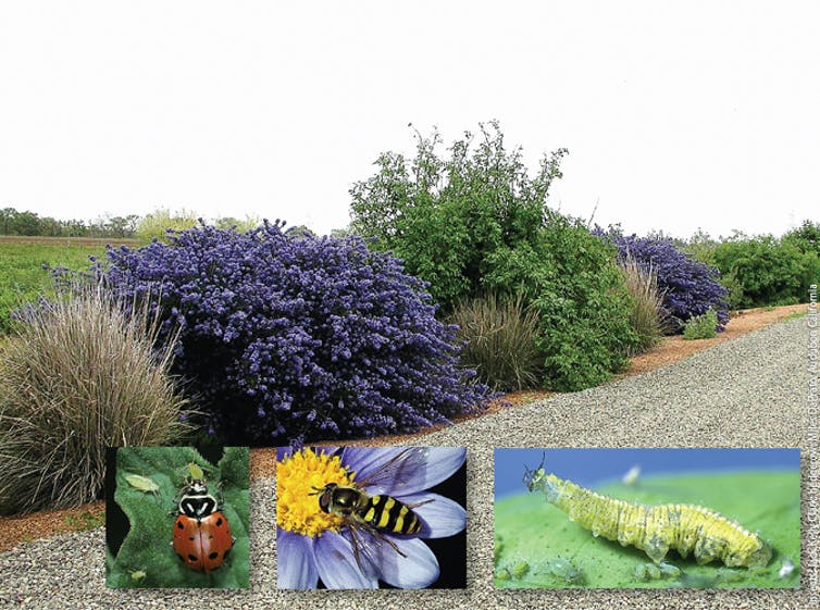 Diverse shrubs in a planted border with inset photos of beneficial insects that they attract.
