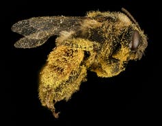 Bee flying, coated with bright yellow particles.