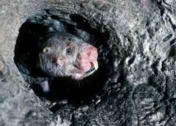 Naked mole rats, frogs and other animals may hold the secrets to preventing brain injury