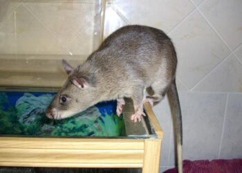 European outbreak of monkeypox: what you need to know