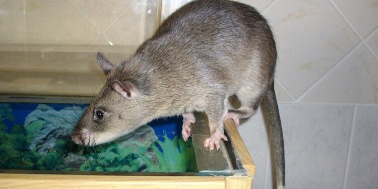 European outbreak of monkeypox: what you need to know