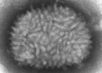 Monkeypox: some countries are protecting contacts with the smallpox vaccine, which uses humanity’s only domesticated virus