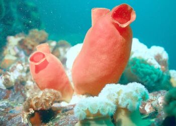 Eating sea squirts reverses signs of ageing in mice – new research