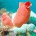 Eating sea squirts reverses signs of ageing in mice – new research