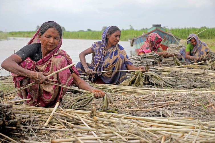 Four women sit or squat as they harvest long jute rods next to a pond.