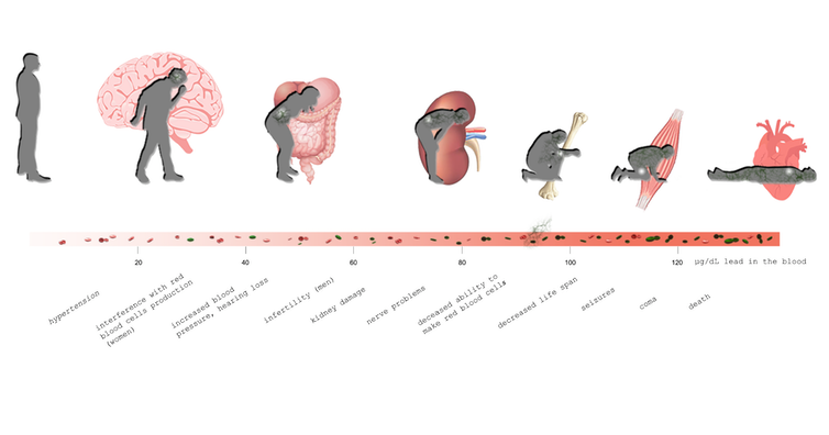 A timeline showing the harmful effects of lead in the human body.