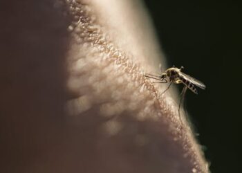 Viruses can change your scent to make you more attractive to mosquitoes, new research in mice finds