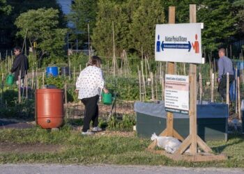 A prescription for health: City vegetable gardens produce more than just food