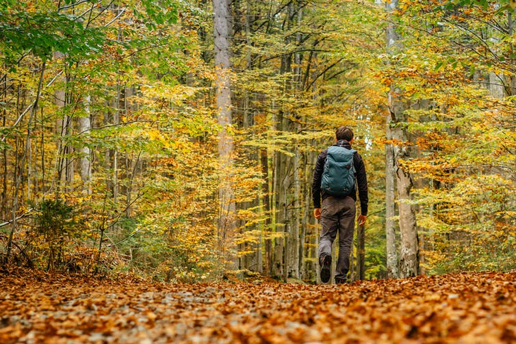 Male hiker walks alone in a forest during autumn.