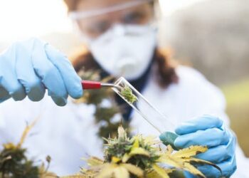 France reenters medical marijuana industry after more than a half-century hiatus – a cannabis historian explains