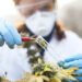 France reenters medical marijuana industry after more than a half-century hiatus – a cannabis historian explains