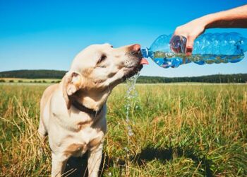 How to keep your pets safe in a heatwave