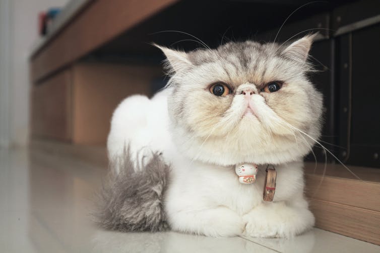Flat-faced cat.