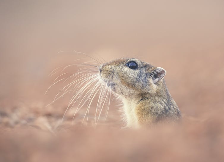 A desert sand rat, with prominent whiskers and a brown and white coat, takes a look outside its burrow.